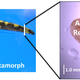 Illustration for article titled Researchers uncover key clues in the mystery of limb regeneration